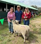 Canadian Arcott Sheep